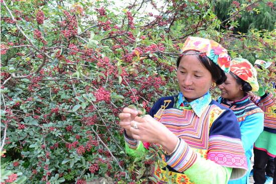 精準扶貧的涼山實踐：“繡花”功夫正在移走貧困“大山”