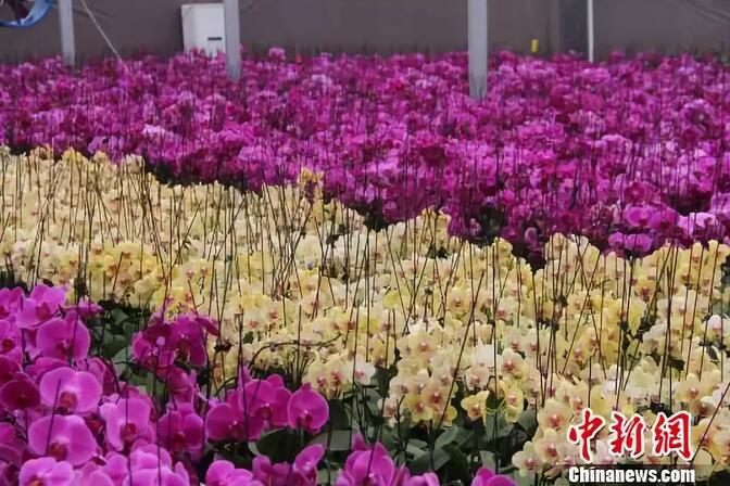 人大代表建言加快貴州綠色農(nóng)產(chǎn)品海內(nèi)外市場拓展