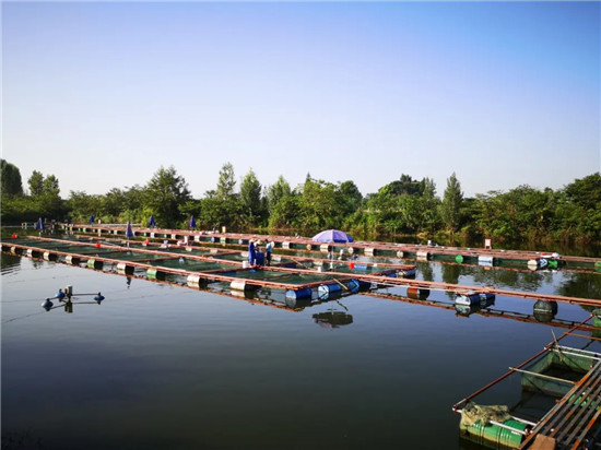 “神奇蛋白”應(yīng)用推廣背后：通威科技創(chuàng)新的決心何在？