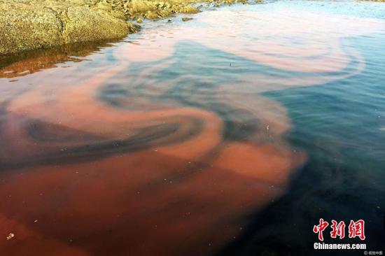 香港水域近一周現(xiàn)3宗紅潮 無(wú)魚類死亡報(bào)告