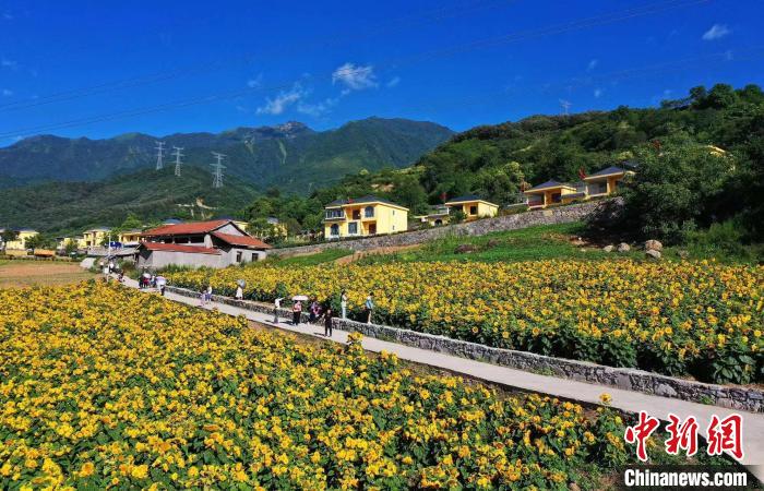 百余畝向日葵花海驚艷綻放?！『吻搴?攝