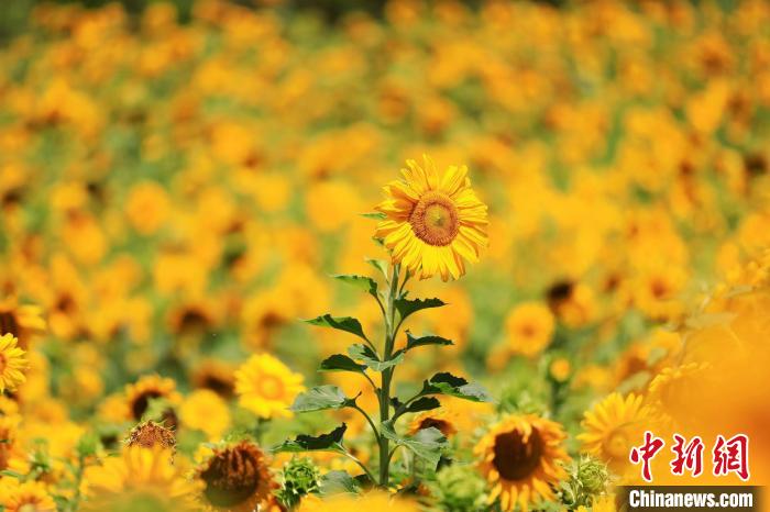 百余畝向日葵花海驚艷綻放?！『吻搴?攝