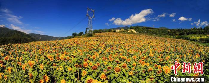 百余畝向日葵花海驚艷綻放。　何清海 攝