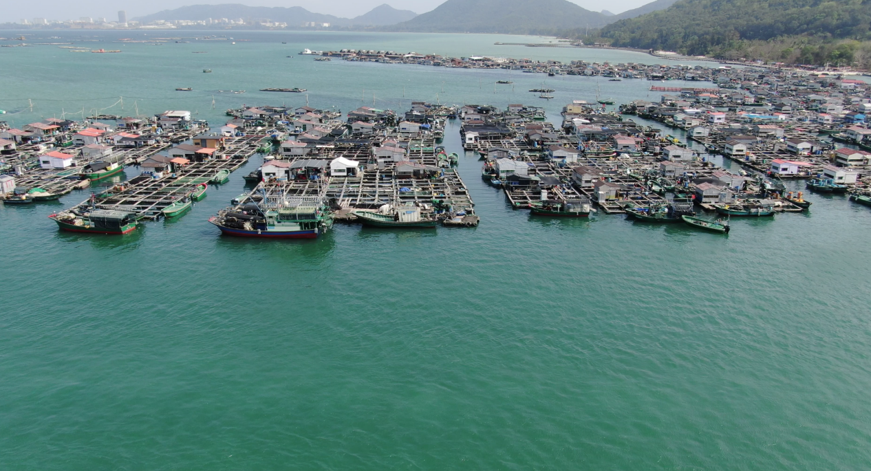 海外華媒探訪水上疍家新風(fēng)貌——粵港澳頭條