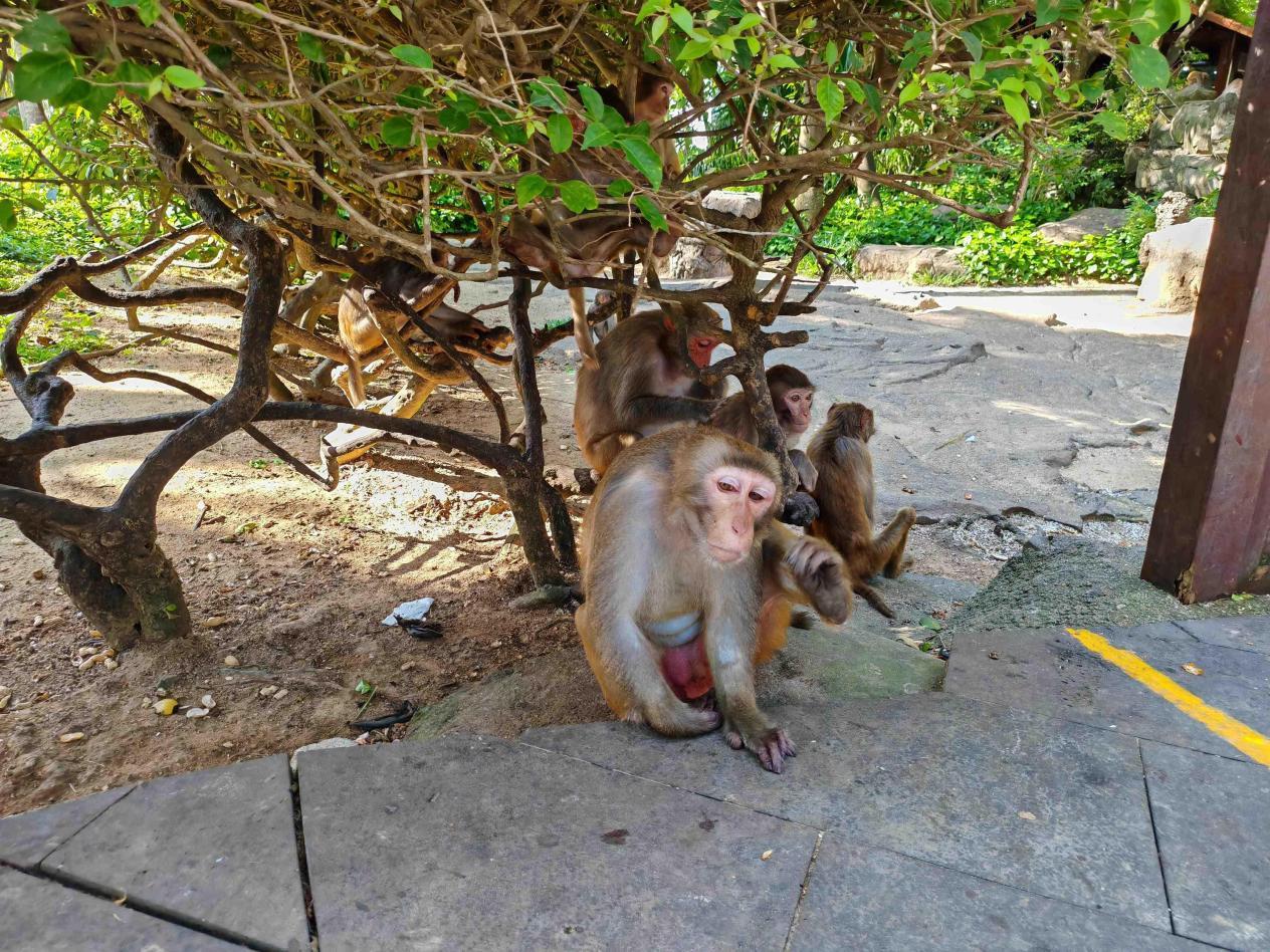 何以中國(guó)·行走海南 猴島獼猴萌態(tài)百出趣無(wú)窮——粵港澳頭條