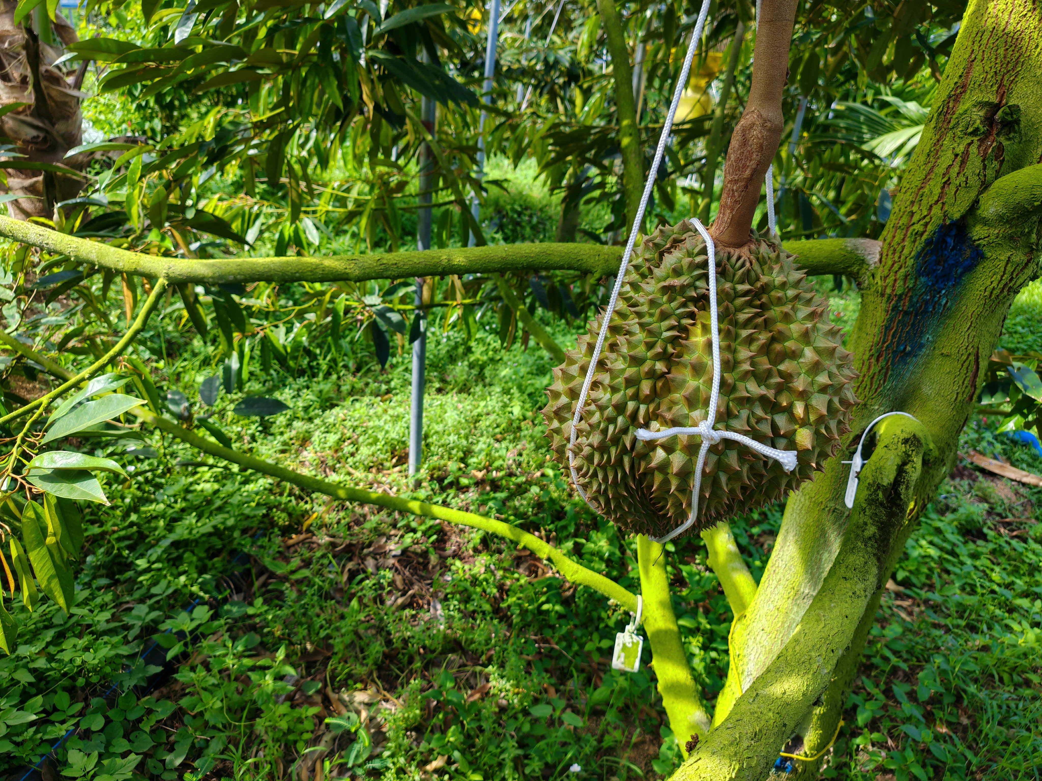 海外華媒赴三亞打卡味蕾新體驗(yàn)——粵港澳頭條