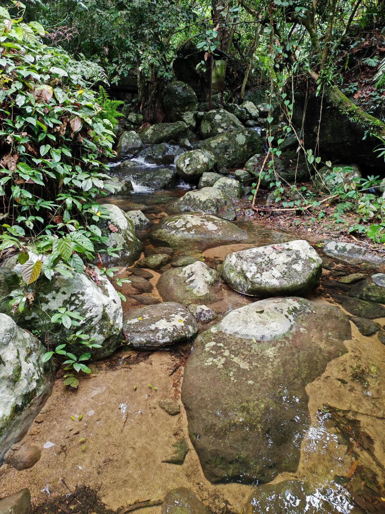 ?海外華文媒體參訪海南熱帶雨林國(guó)家公園——粵港澳頭條